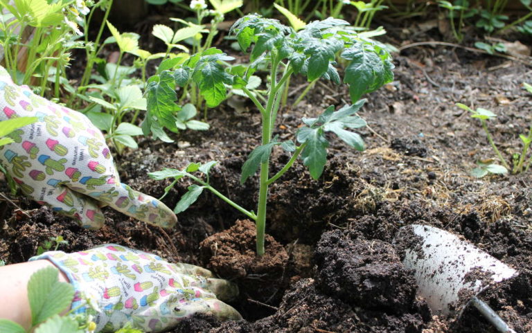 Tomaten Ziehen: 5 Einfache Tipps Für Gesunde Tomaten